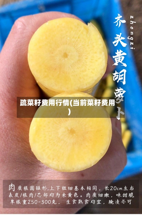 疏菜籽费用行情(当前菜籽费用)-第2张图片