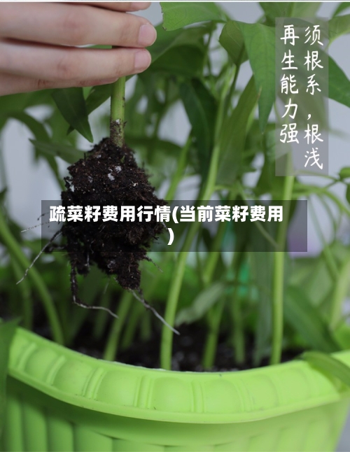 疏菜籽费用行情(当前菜籽费用)
