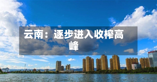 云南:逐步进入收榨高峰-第3张图片