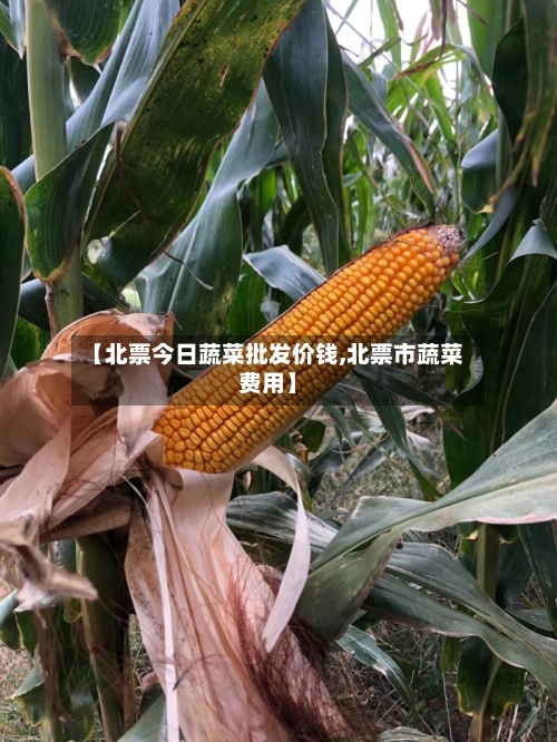 【北票今日蔬菜批发价钱,北票市蔬菜费用】-第3张图片