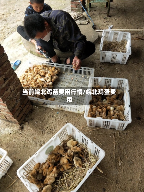 当前皖北鸡苗费用行情/皖北鸡蛋费用