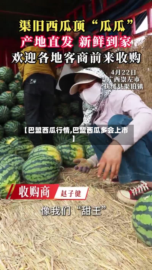 【巴盟西瓜行情,巴盟西瓜多会上市】