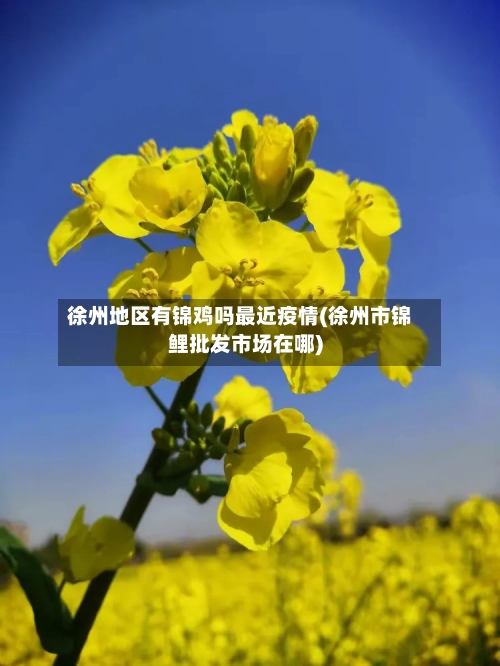 徐州地区有锦鸡吗最近疫情(徐州市锦鲤批发市场在哪)