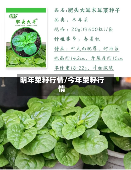 明年菜籽行情/今年菜籽行情-第3张图片