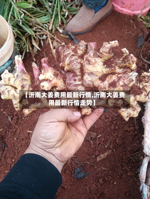 【沂南大姜费用最新行情,沂南大姜费用最新行情走势】-第2张图片