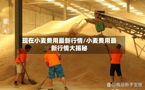 现在小麦费用最新行情/小麦费用最新行情大揭秘