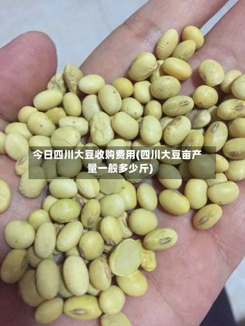 今日四川大豆收购费用(四川大豆亩产量一般多少斤)-第2张图片