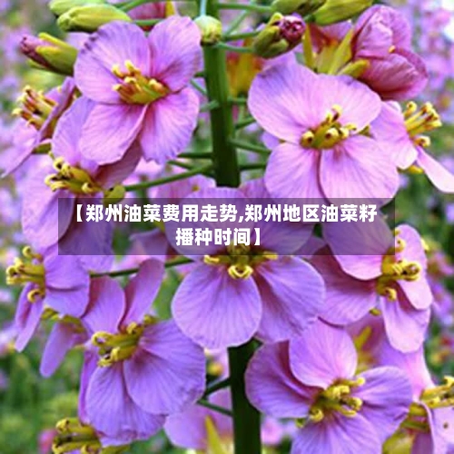 【郑州油菜费用走势,郑州地区油菜籽播种时间】-第3张图片